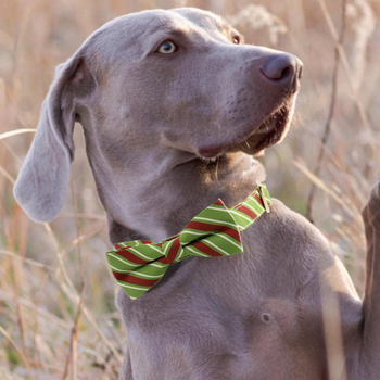 Ogrlica za pse - Prugasti uzorak, Poliester, Marka Dadugo, Univerzalna upotreba, Podrijetlo Yiwu