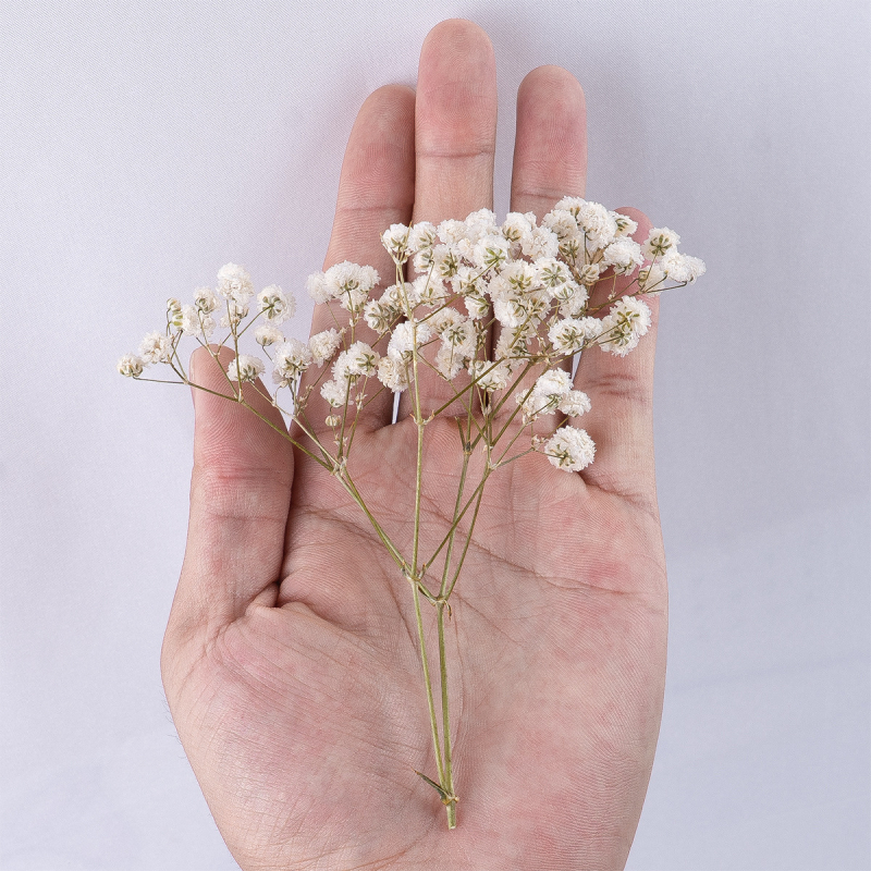Suho cvijeće Gypsophila, DIY cvjetni materijali, sorta 1327355784, idealno za darove na vjenčanjima, rođendanima, putnim uspomenama i maturama