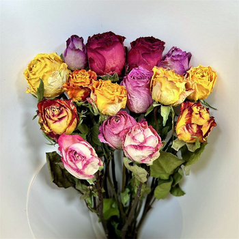 Suha ruža s jednom glavom, pravo cvijeće, obojena, za vrećice