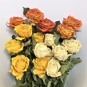 Suha ruža s jednom glavom, pravo cvijeće, obojena, za vrećice