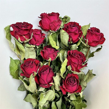 Suha ruža s jednom glavom, pravo cvijeće, obojena, za vrećice