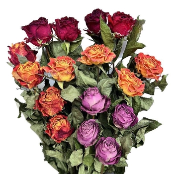 Suha ruža s jednom glavom, pravo cvijeće, obojena, za vrećice