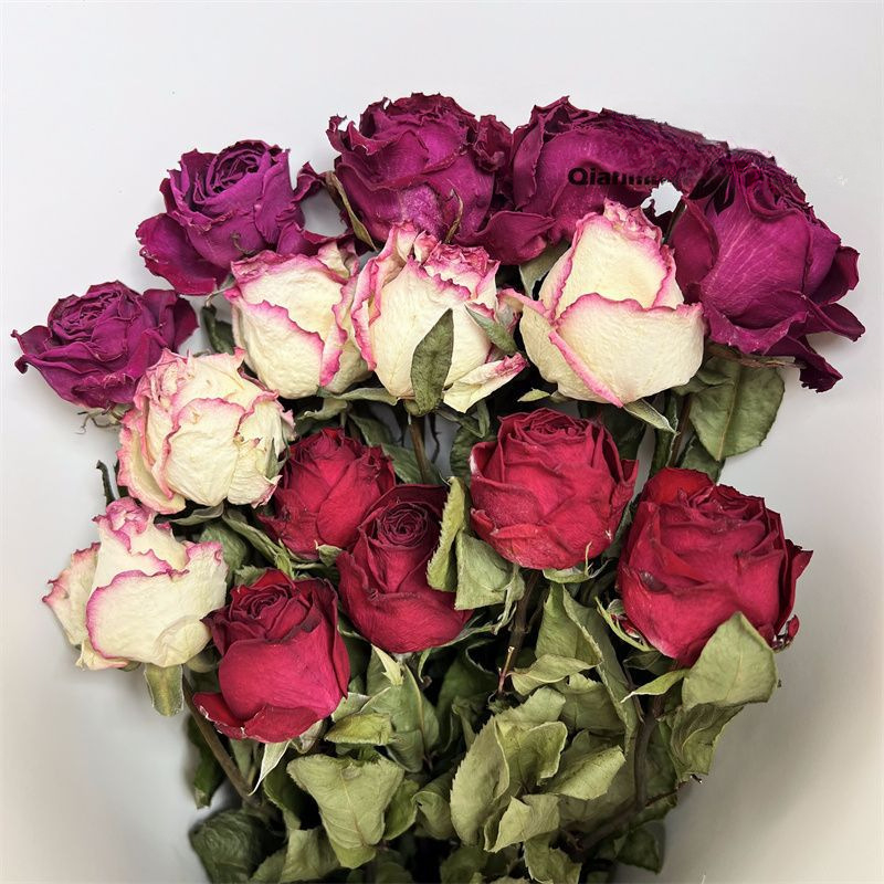 Suha ruža s jednom glavom, pravo cvijeće, obojena, za vrećice