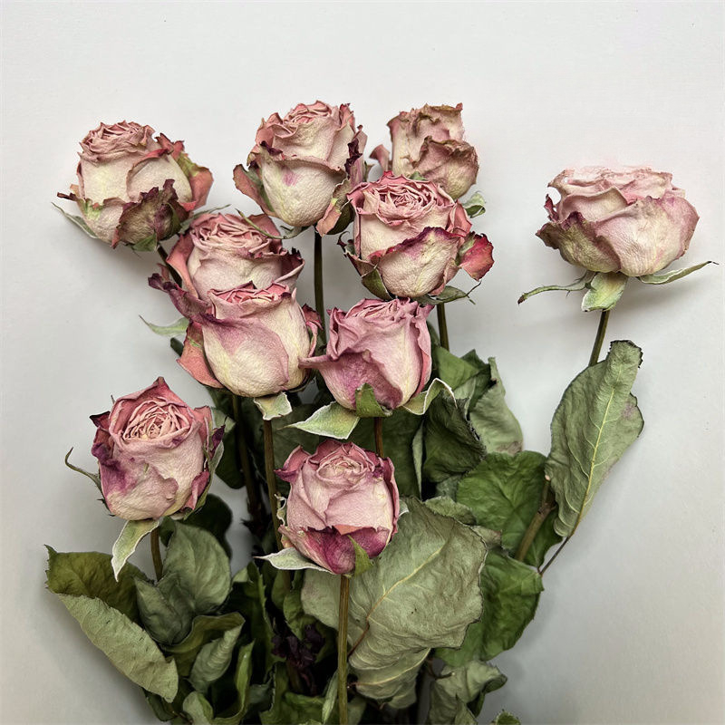 Suha ruža s jednom glavom, pravo cvijeće, obojena, za vrećice