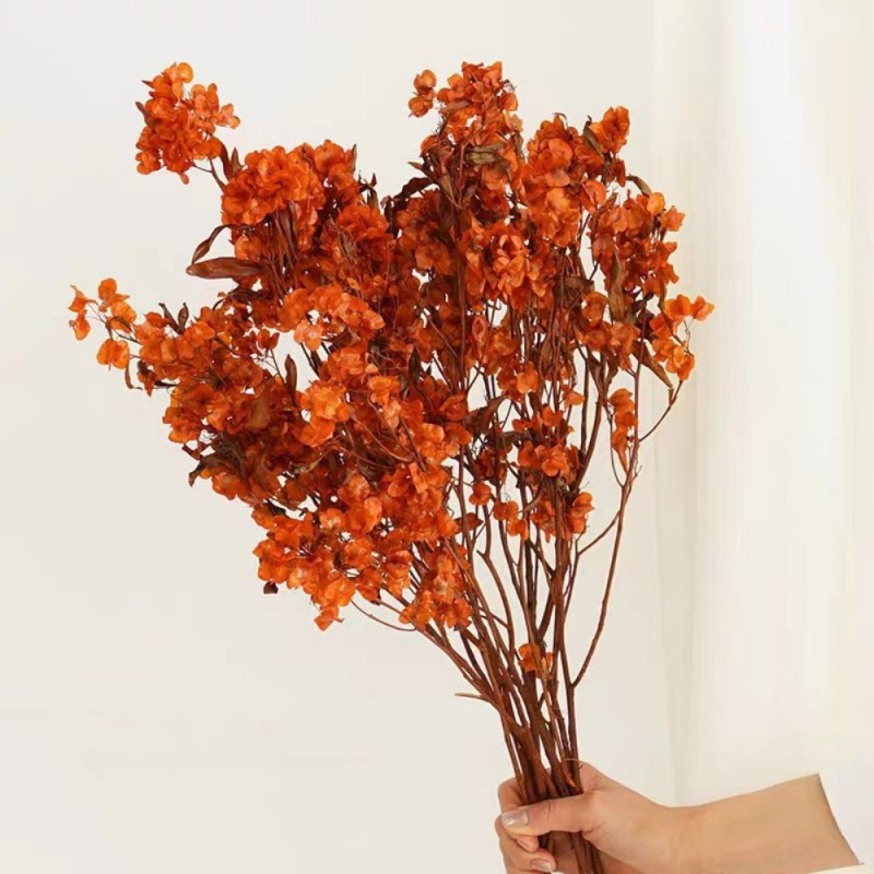 Grančice | Sušene cvjetnice s venama na listovima, obojane | Opp pakiranje | Privatna marka autorizirana