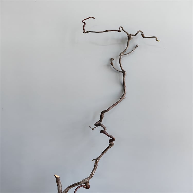 Grane Dragon jujube – prirodno sušene grane za kućnu dekoraciju i fotografije, Dianjie