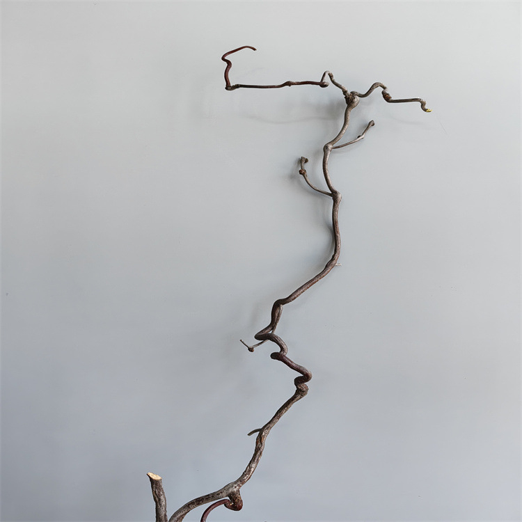 Grane Dragon jujube – prirodno sušene grane za kućnu dekoraciju i fotografije, Dianjie