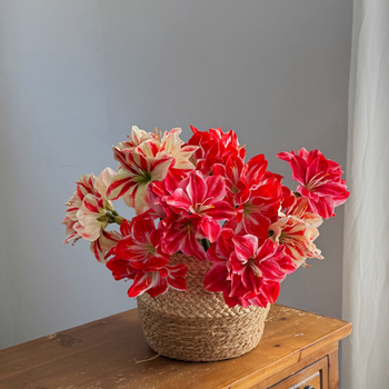 Floare artificială din mătase Amaryllis și Clivia, tulpină simplă, design embossat, varietate 1326527568, pentru nunți, exterior, recuzită pentru fotografie și decor de casă