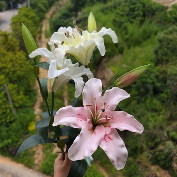 Set de flori artificiale cu lilii cu două capete și gypsophila; materiale: flori uscate, flori de mătase; textură moale la atingere; utilizări: decor pentru nuntă, hotel, sărbători, recuzită pentru fotografii, decor pentru birou/acasă