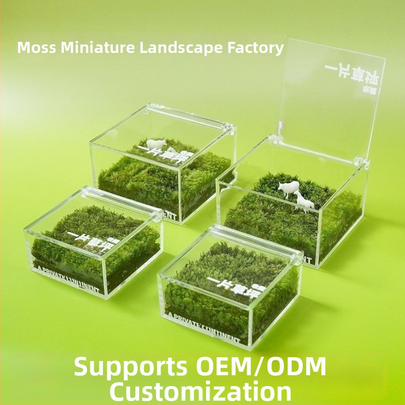 Darba galda sūnu mikro ainava kastē — rokas darbs, pielāgojama, materiāls: sūnas, logotipa druka pieejama