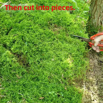 Sūnu bonsai – mini ainava, Zīmols Unique, Stils Modernā vienkāršība, Dāvanas nolūks: Reklāmas dāvanas, Importēts: Nē