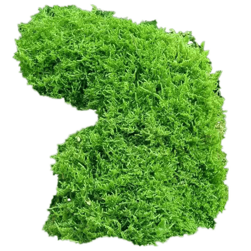 Bonsai de mușchi – Peisaj miniatural, Brand Unique, Stil Minimalism modern, Cadou: cadouri publicitare, Import: Nu