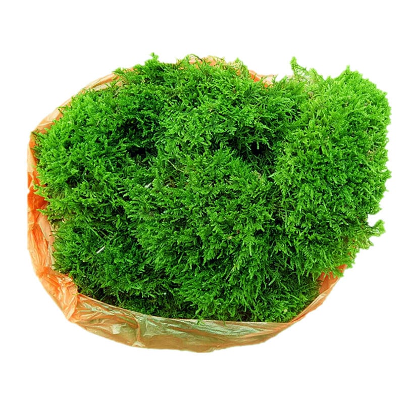 Bonsai de mușchi – Peisaj miniatural, Brand Unique, Stil Minimalism modern, Cadou: cadouri publicitare, Import: Nu