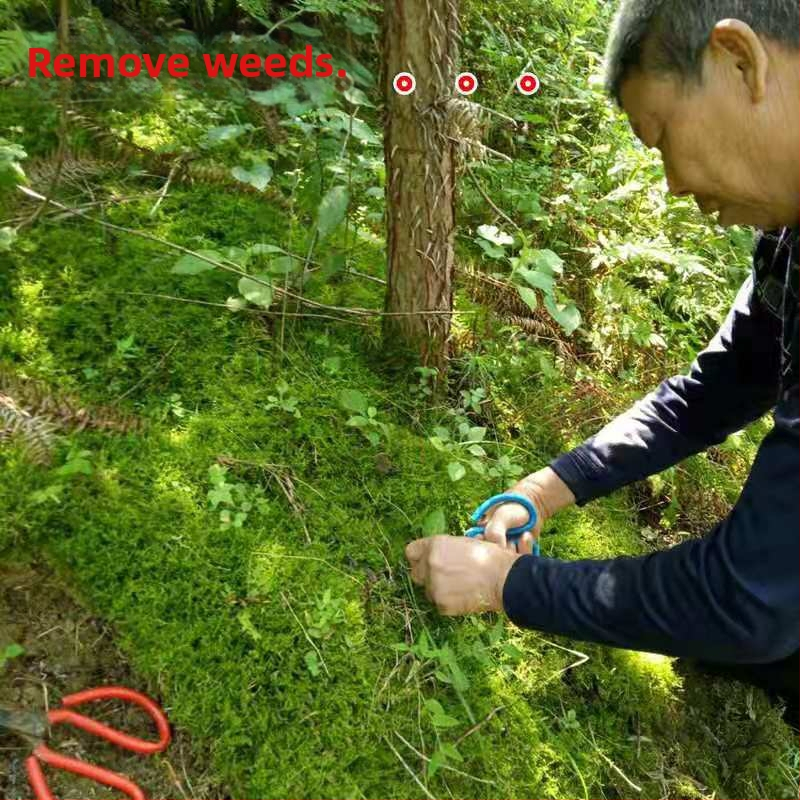 Sūnu bonsai – mini ainava, Zīmols Unique, Stils Modernā vienkāršība, Dāvanas nolūks: Reklāmas dāvanas, Importēts: Nē