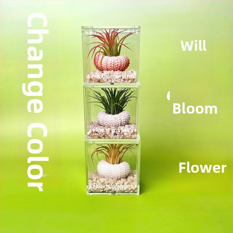 Mini galdas augu komplekts mullata, rokdarbs, pielāgojama (Materiāls: Auga; Pārstrāde un pielāgošana: Atbalsta pielāgošanu)