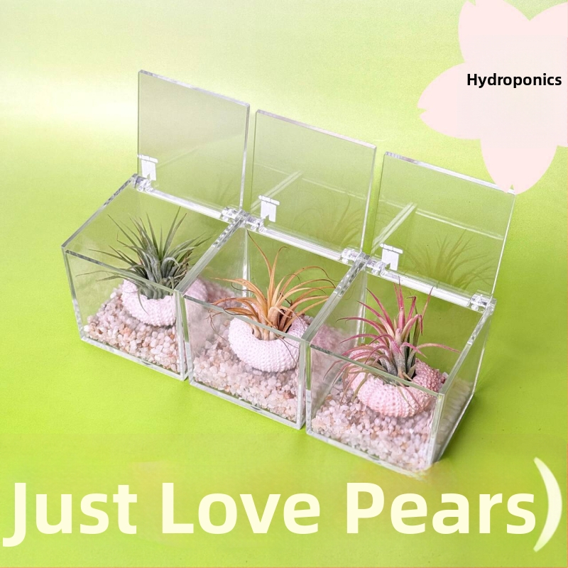 Mini galdas augu komplekts mullata, rokdarbs, pielāgojama (Materiāls: Auga; Pārstrāde un pielāgošana: Atbalsta pielāgošanu)