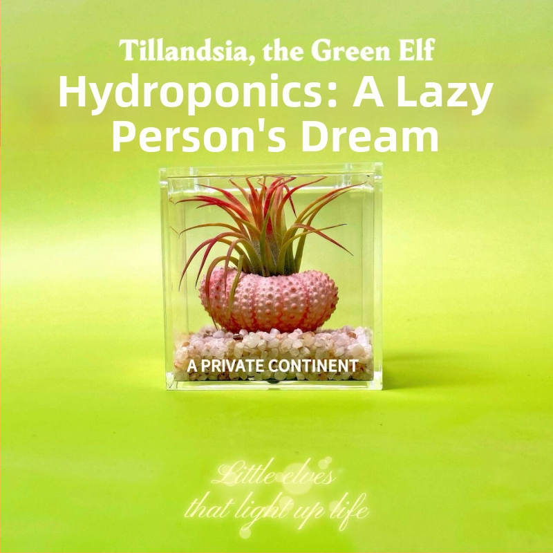 Mini galdas augu komplekts mullata, rokdarbs, pielāgojama (Materiāls: Auga; Pārstrāde un pielāgošana: Atbalsta pielāgošanu)