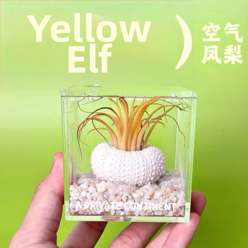 Mini galdas augu komplekts mullata, rokdarbs, pielāgojama (Materiāls: Auga; Pārstrāde un pielāgošana: Atbalsta pielāgošanu)