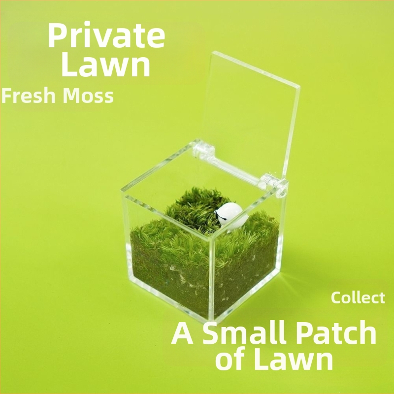 Galda sūnu mikro ainava — Materiāls: sūnas; Galda dekors; Piemērots kā uzņēmumu dāvanas; IP tiesības nav licencētas