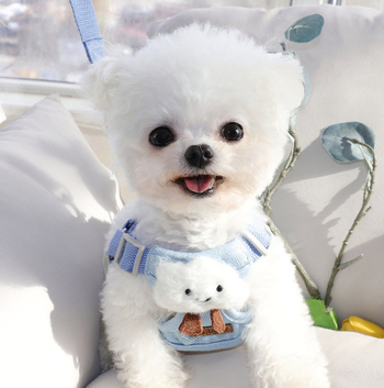 Nylon húzóhám kis testű kutyákhoz – nem visszahúzható mellény, márka Mengwang Meng Meow, Zhejiang