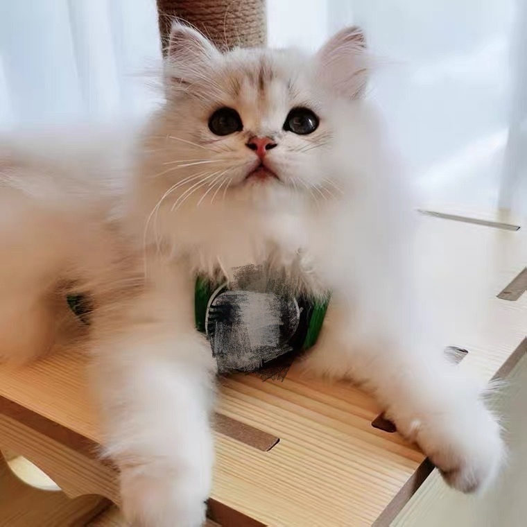 Vesta pentru animale de companie - Potrivire universală; Material: Alt; IP Autorizație: Nu; Import: Nu; Categoria: Îmbrăcăminte pentru animale