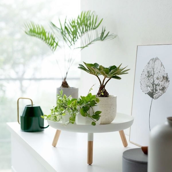 Japán stílusú minimalist snack-tároló polc, pozsgás növényekhez tartó, bejárati ajtókulcs-tál, gyümölcstál