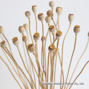 Augļu žāvēti ziedi pušķiem, Wild imaginator, žāvētas lapu vēnas, iepakojums: Opp maisiņš + ārējā kaste