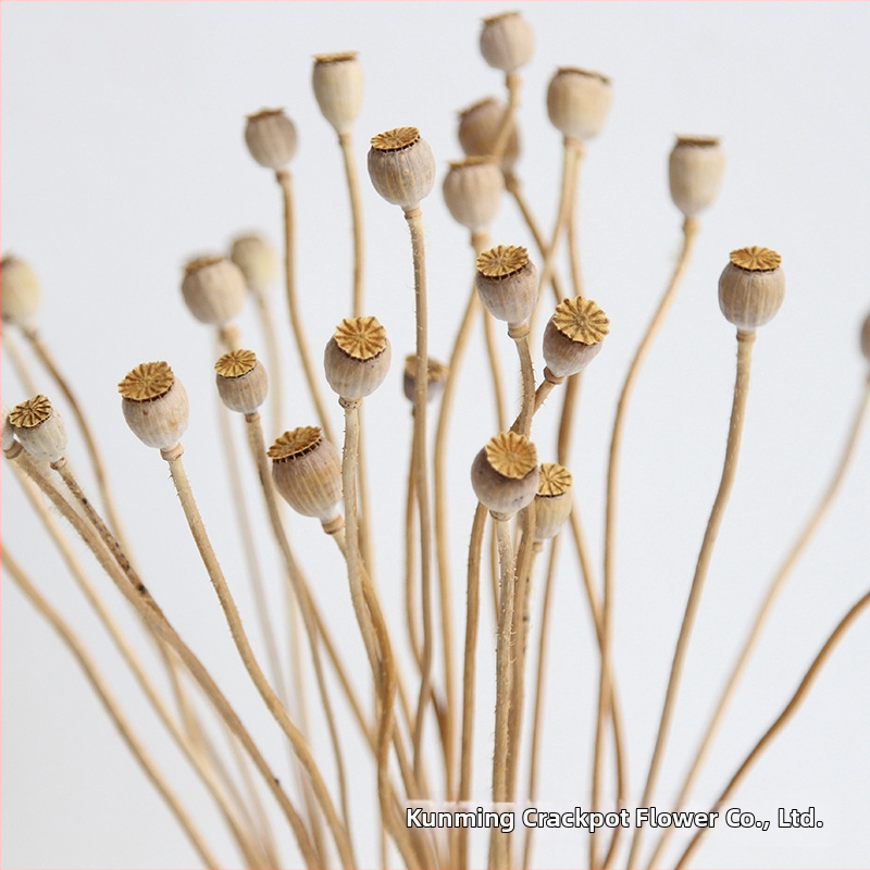 Augļu žāvēti ziedi pušķiem, Wild imaginator, žāvētas lapu vēnas, iepakojums: Opp maisiņš + ārējā kaste