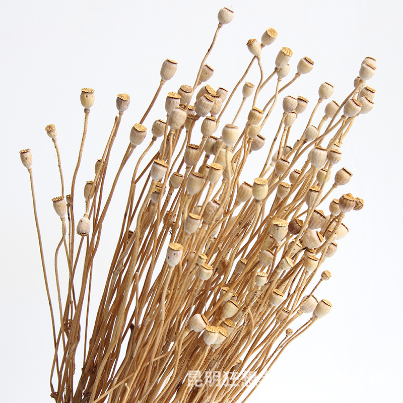 Augļu žāvēti ziedi pušķiem, Wild imaginator, žāvētas lapu vēnas, iepakojums: Opp maisiņš + ārējā kaste