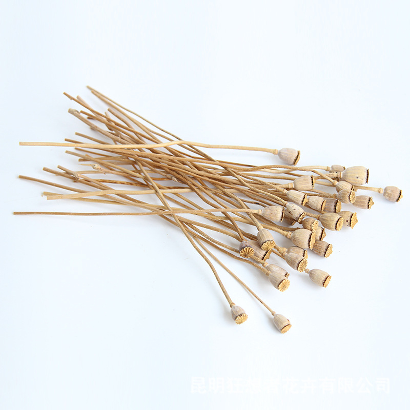 Augļu žāvēti ziedi pušķiem, Wild imaginator, žāvētas lapu vēnas, iepakojums: Opp maisiņš + ārējā kaste