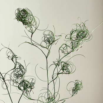 DIY фотографски реквизит със запазени цветя – къдрава коприна трева, Трава на безпорядъка (Материал: запазени цветя; Вид: Трава на безпорядъка; Използване: за фотография)