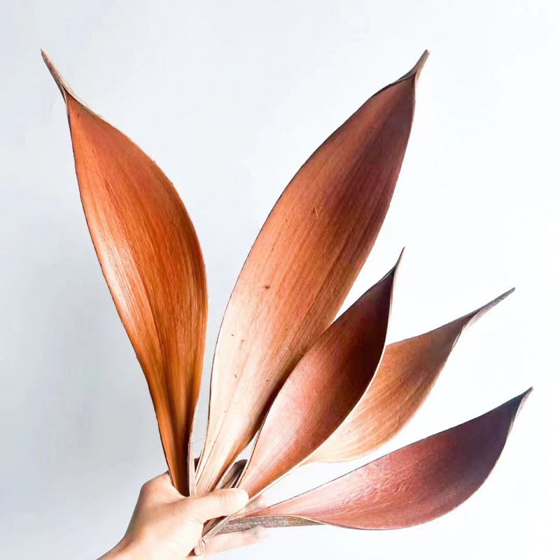 Žāvētas kakao lapas sienu dekoriem, nekrāsotas, dabiskas