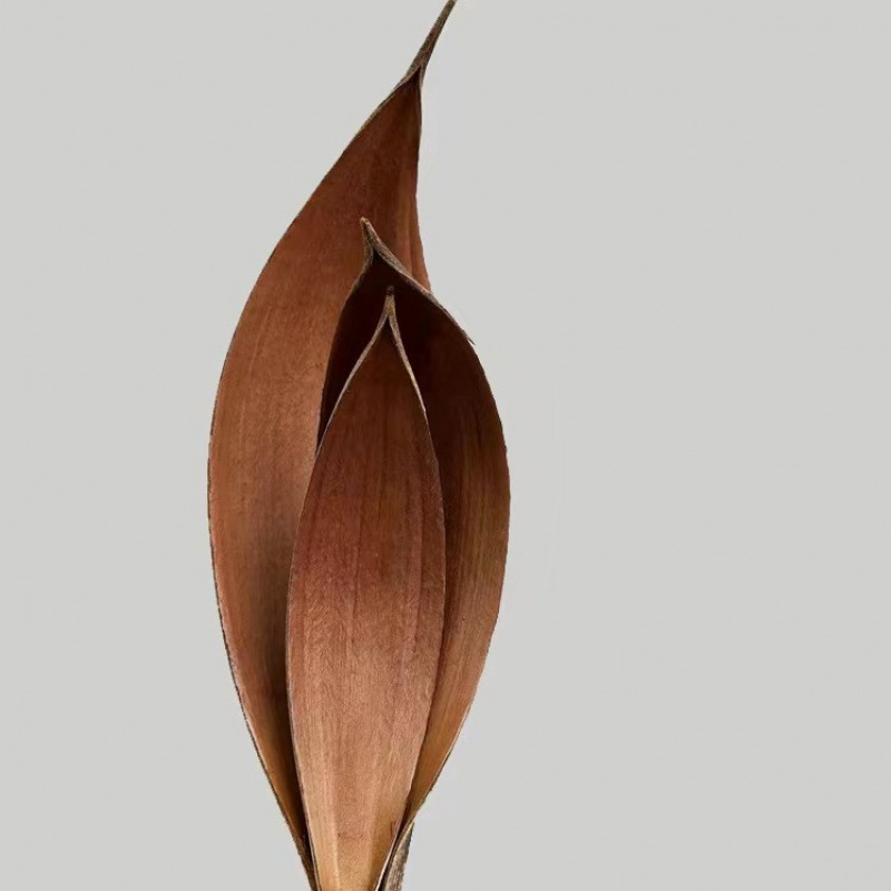 Žāvētas kakao lapas sienu dekoriem, nekrāsotas, dabiskas