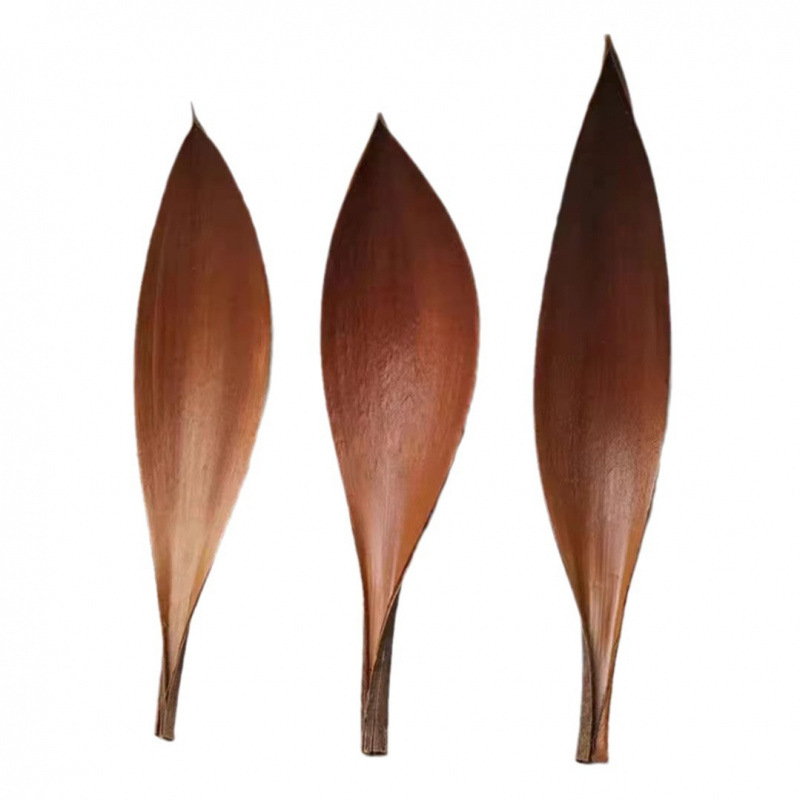 Žāvētas kakao lapas sienu dekoriem, nekrāsotas, dabiskas