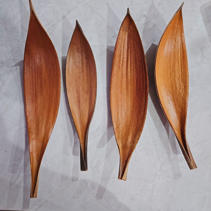 Žāvētas kakao lapas sienu dekoriem, nekrāsotas, dabiskas