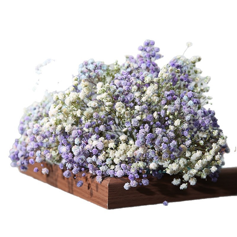 Mireasă arc de păr cu flori uscate, stil pădure, varietate Starry Sky, cu Baby's Breath (Material: Flori uscate; Stil: Pădure; Cadou: Nu; Varietate: Starry Sky)