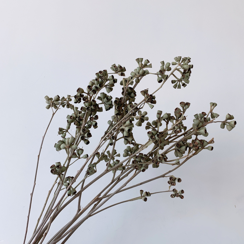 Džiavintos gėlės su eukalipto lapų puokšte, nedažytos, skirtos gėlių kompozicijoms, pakuotė Opp maišelyje