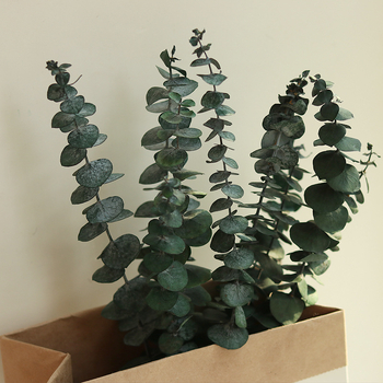 Eikalipta lapas — kaltētas ar venām lapas buķetei, iepakojums: saišķis