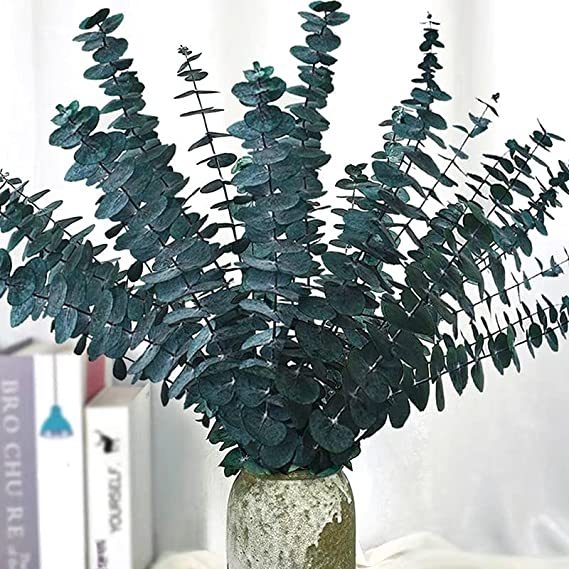 Eikalipta lapas — kaltētas ar venām lapas buķetei, iepakojums: saišķis