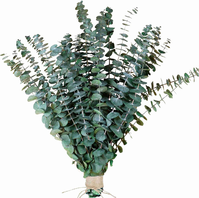 Eikalipta lapas — kaltētas ar venām lapas buķetei, iepakojums: saišķis