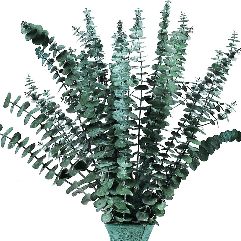 Eikalipta lapas — kaltētas ar venām lapas buķetei, iepakojums: saišķis