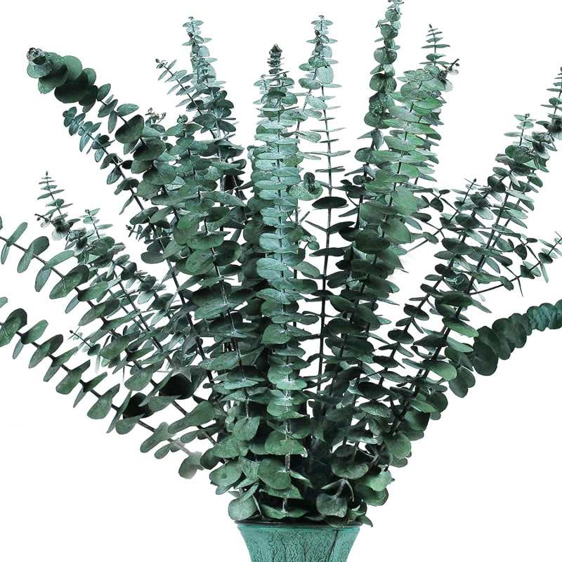 Eikalipta lapas — kaltētas ar venām lapas buķetei, iepakojums: saišķis