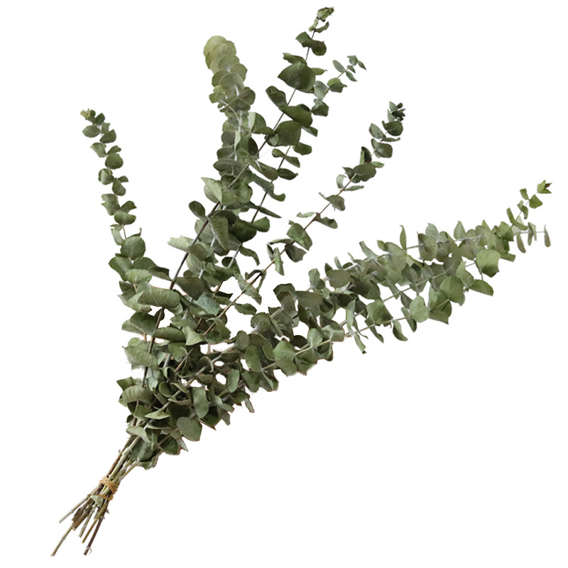 Eikalipta lapas — kaltētas ar venām lapas buķetei, iepakojums: saišķis