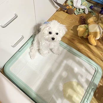 Toaletă pentru câini din plastic, bazin plat, menține labele uscate, previne călcarea pe fecale, tavă de toaletă