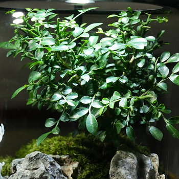 Stikla ornament s sūnu mikropeizāžu – briežu meža stils, augu prasmes, putu kastes iepakojums