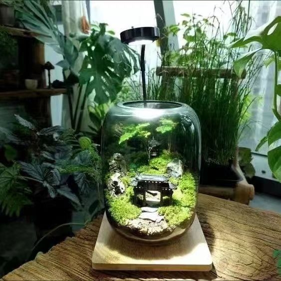 Stikla sūnas mikro ainavu ekoloģiskā pudele – galda biroja pundurkociņš (Materiāls: stikls, Amatniecība: Cits, Importēts: Nē, Dāvana: Nē, IP autorizācija: Nē)