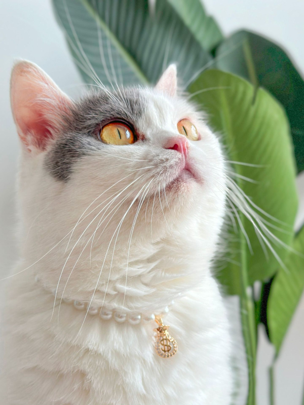 Colier pentru animale Peg Kitten cu perle, stil prințesă Quinn, stratificat retro, pentru pisici și câini (Brand: Peg Kitten; Material: Perle; Potrivit pentru uz general)