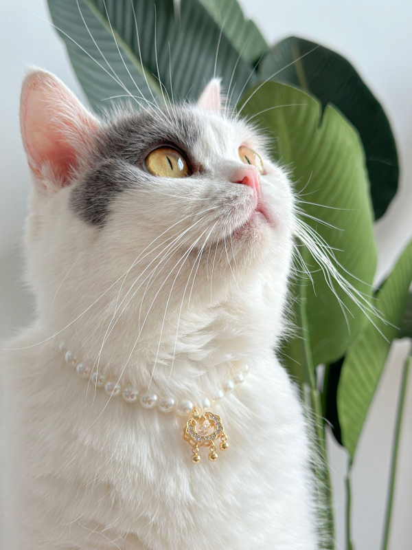 Colier pentru animale Peg Kitten cu perle, stil prințesă Quinn, stratificat retro, pentru pisici și câini (Brand: Peg Kitten; Material: Perle; Potrivit pentru uz general)