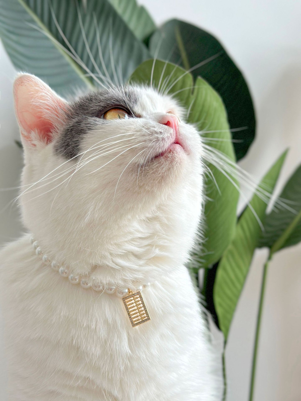 Colier pentru animale Peg Kitten cu perle, stil prințesă Quinn, stratificat retro, pentru pisici și câini (Brand: Peg Kitten; Material: Perle; Potrivit pentru uz general)