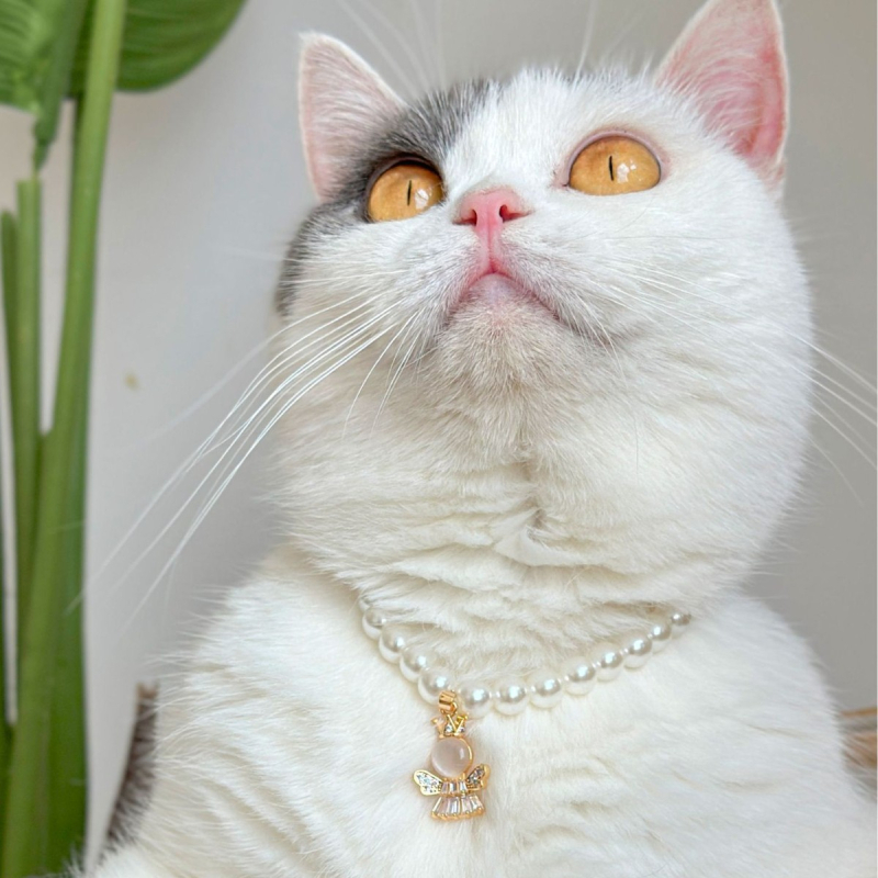 Colier pentru animale Peg Kitten cu perle, stil prințesă Quinn, stratificat retro, pentru pisici și câini (Brand: Peg Kitten; Material: Perle; Potrivit pentru uz general)